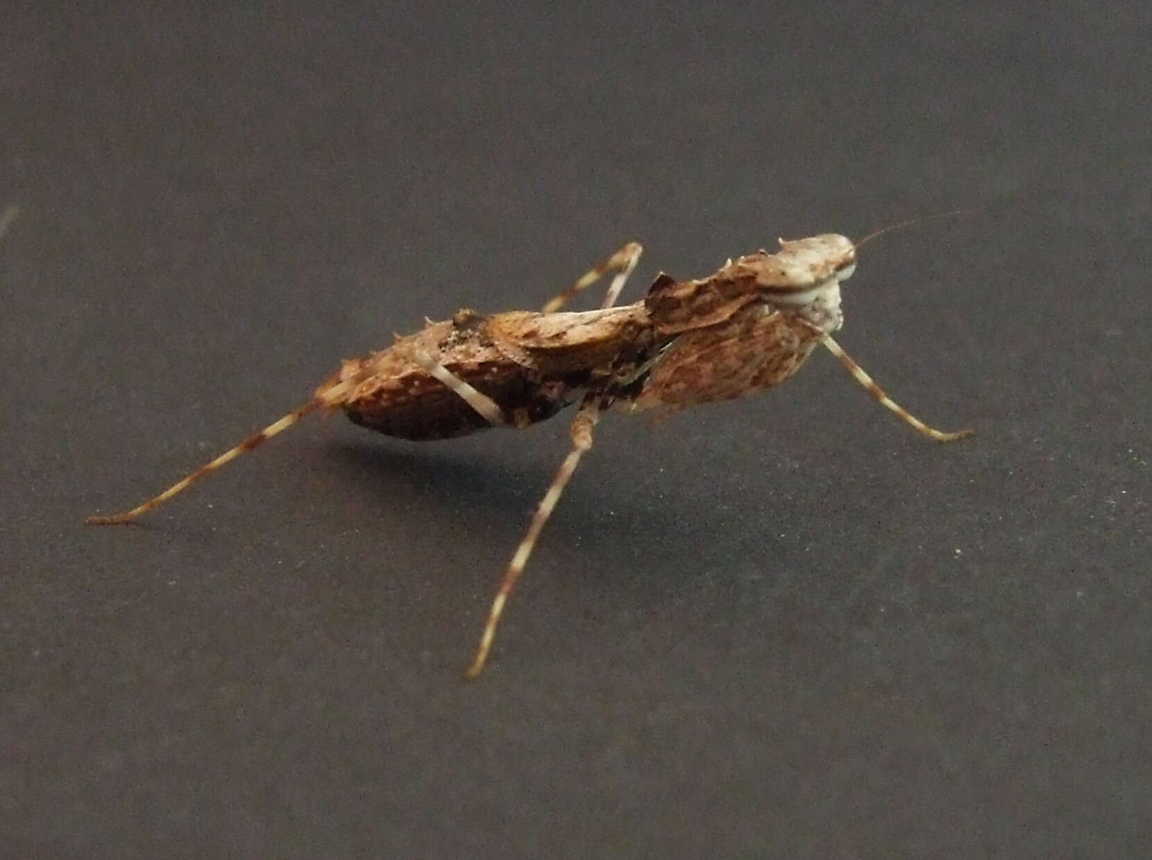 Image of Amorphoscelidae