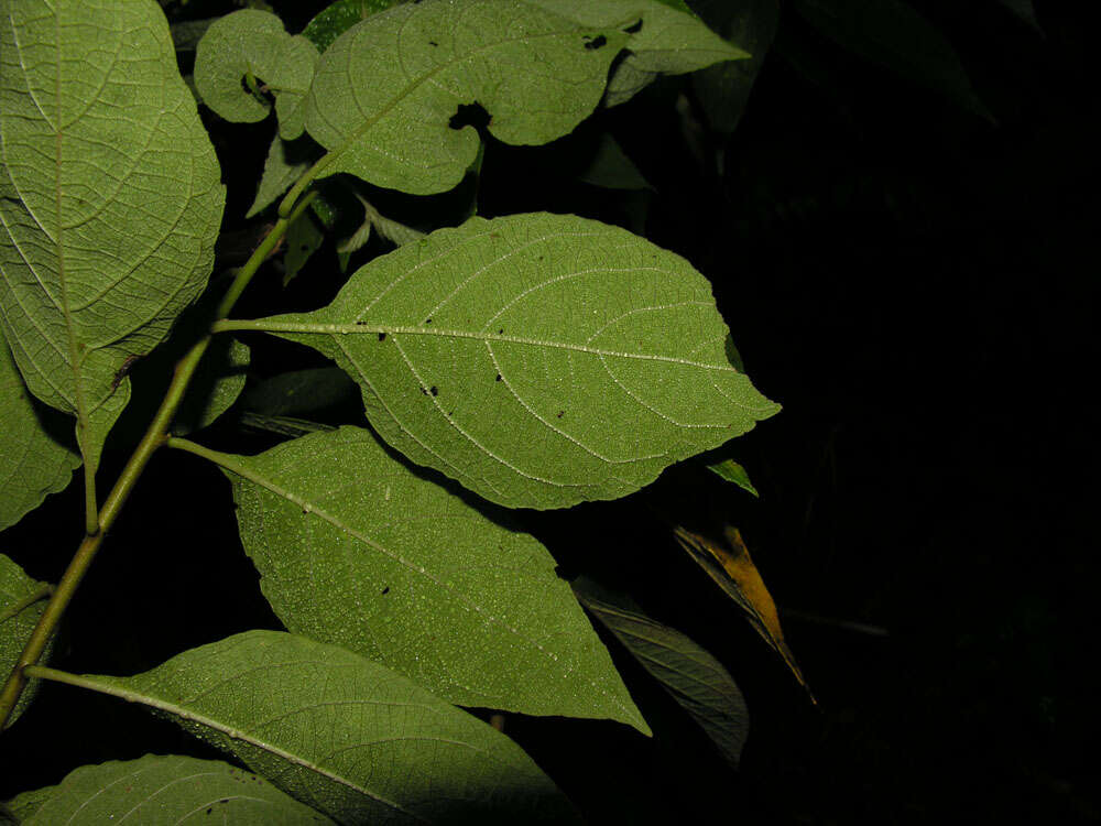 Plancia ëd Varronia spinescens (L.) A. Borhidi