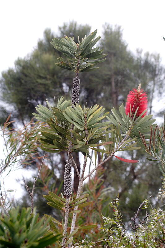 Image of Albany bottle brush