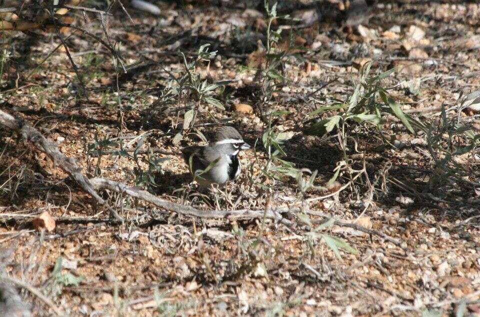 Amphispiza Coues 1874 resmi