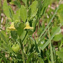 Image of Walter's groundcherry