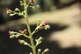 Scrophularia parviflora Wooton & Standley resmi