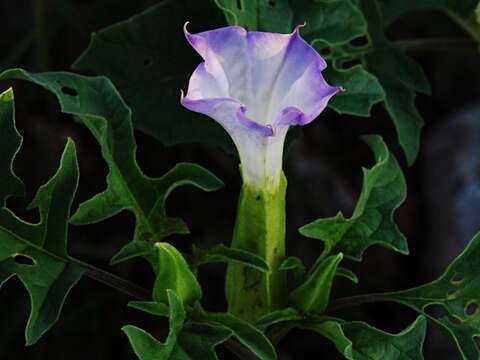 Image of Chinese thorn-apple