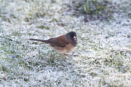 Image of juncos