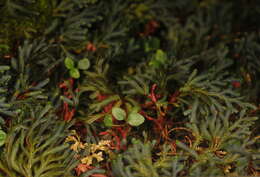 Image of Selaginella erythropus (Mart.) Spring