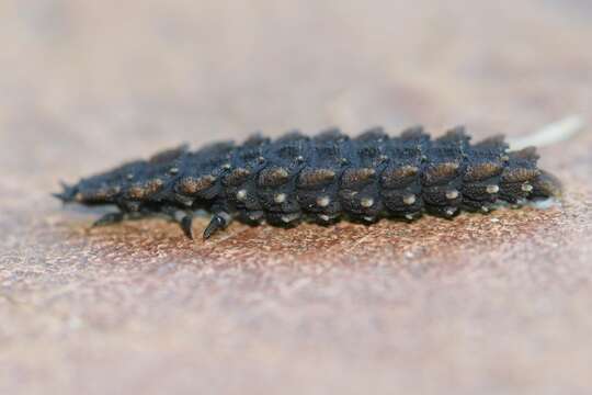 Image of net-winged beetles