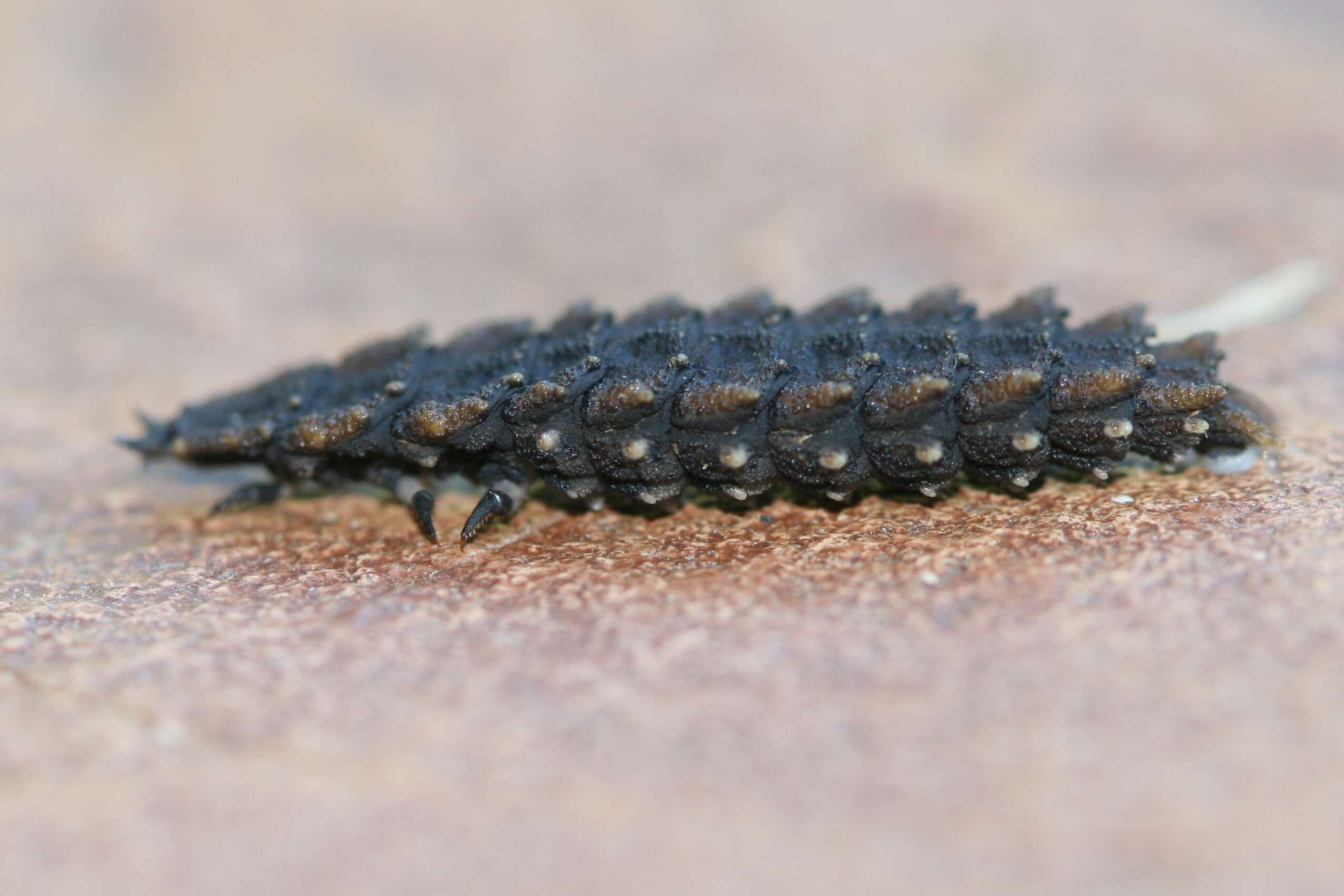 Image of "Click Beetles, Net-winged Beetle, Fireflies, and relatives"