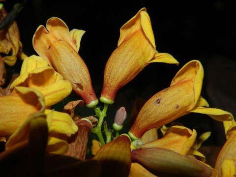 Image de Bignonia hyacinthina (Standl.) L. G. Lohmann