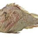 Image of Shortsnout scorpionfish