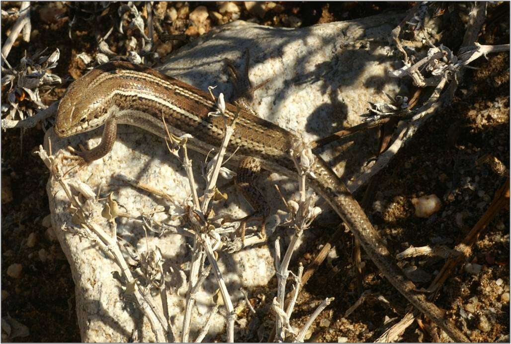 Image of Western three-striped skink