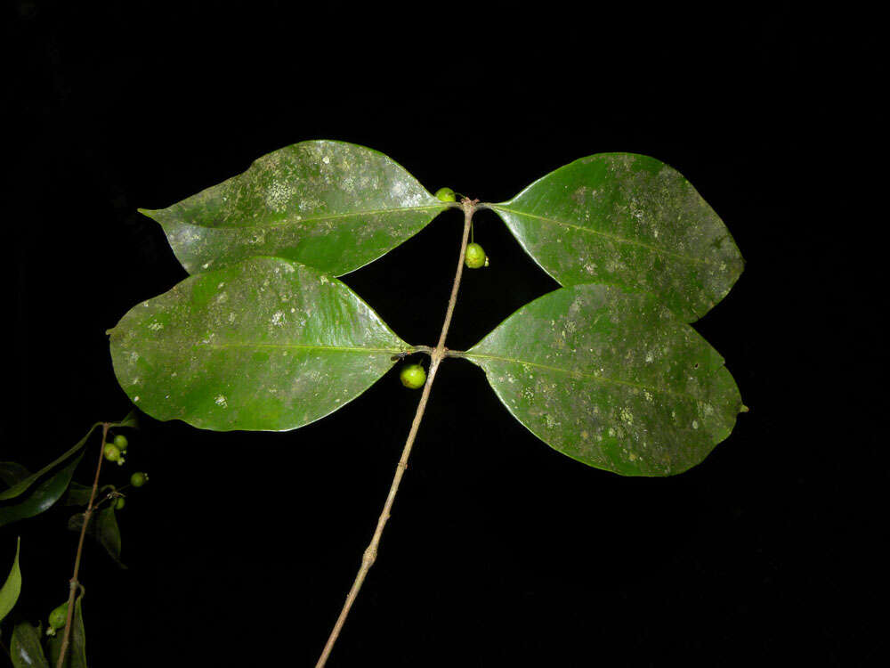 Image of <i>Eugenia cararaensis</i> Barrie & Q. Jiménez