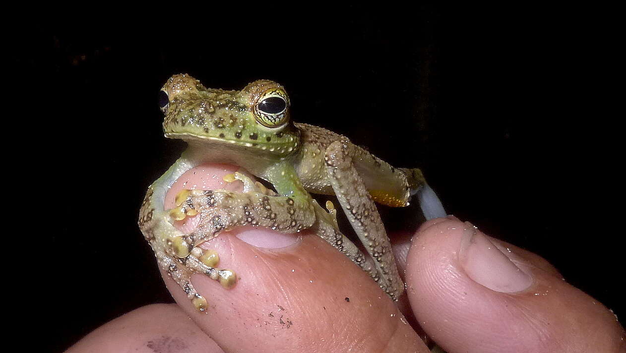 Image of Lophyohylinae Miranda-Ribeiro 1926