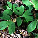 Image of Paeonia officinalis subsp. microcarpa (Boiss. & Reuter) Nyman