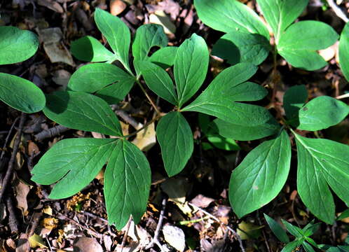 Sivun Paeonia officinalis subsp. microcarpa (Boiss. & Reuter) Nyman kuva