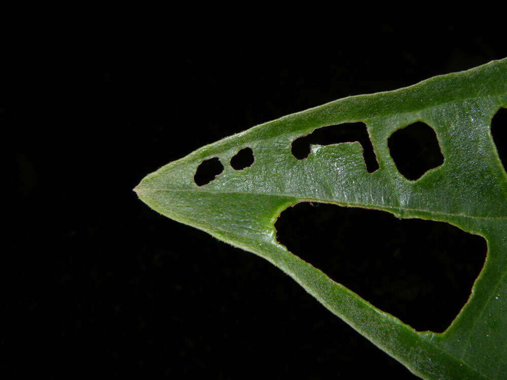 Слика од Miconia argentea (Sw.) DC.