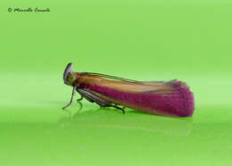 Image of Oncocera