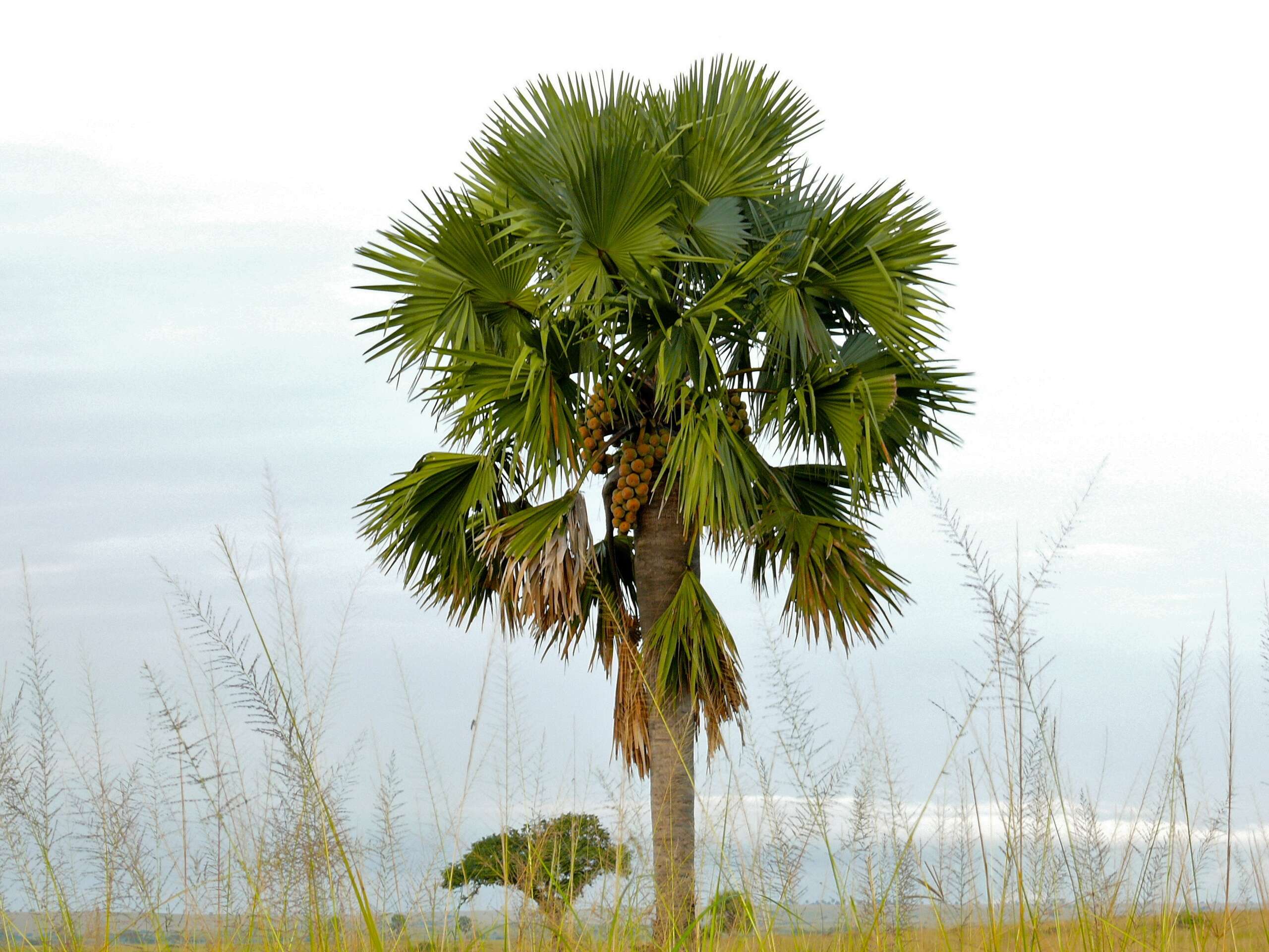 Image of borassus palm