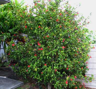 Image of Clay's Hibiscus