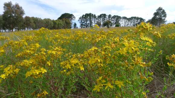 Image of St John's wort