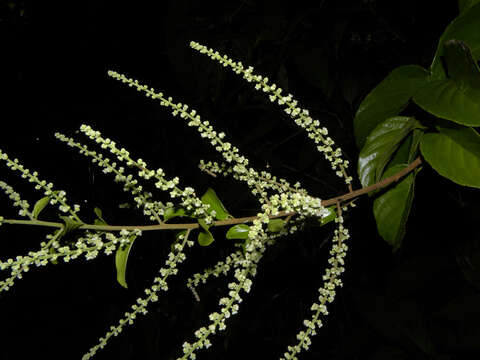 صورة Gouania colombiana Suess.