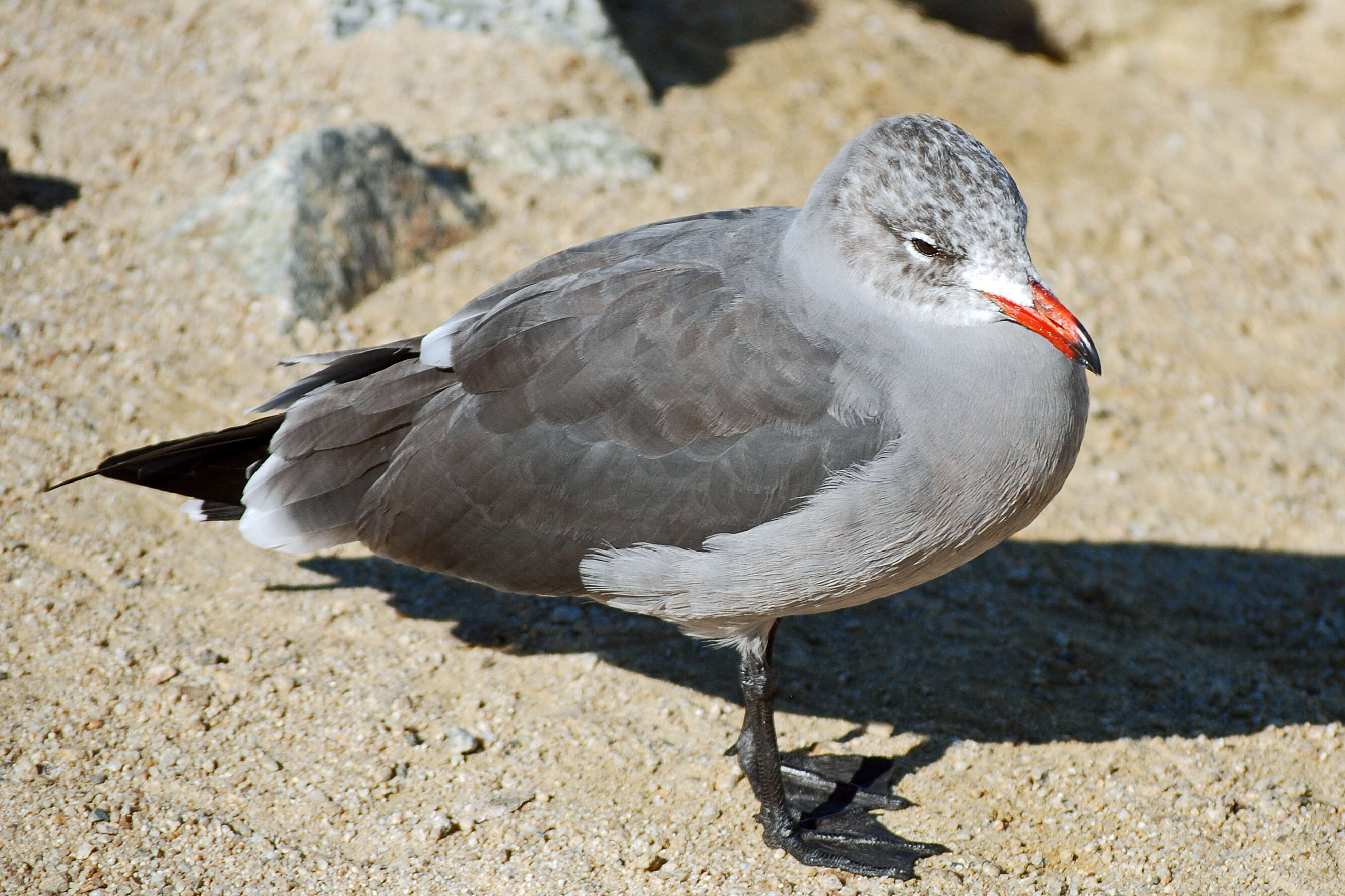 Larus Linnaeus 1758 resmi