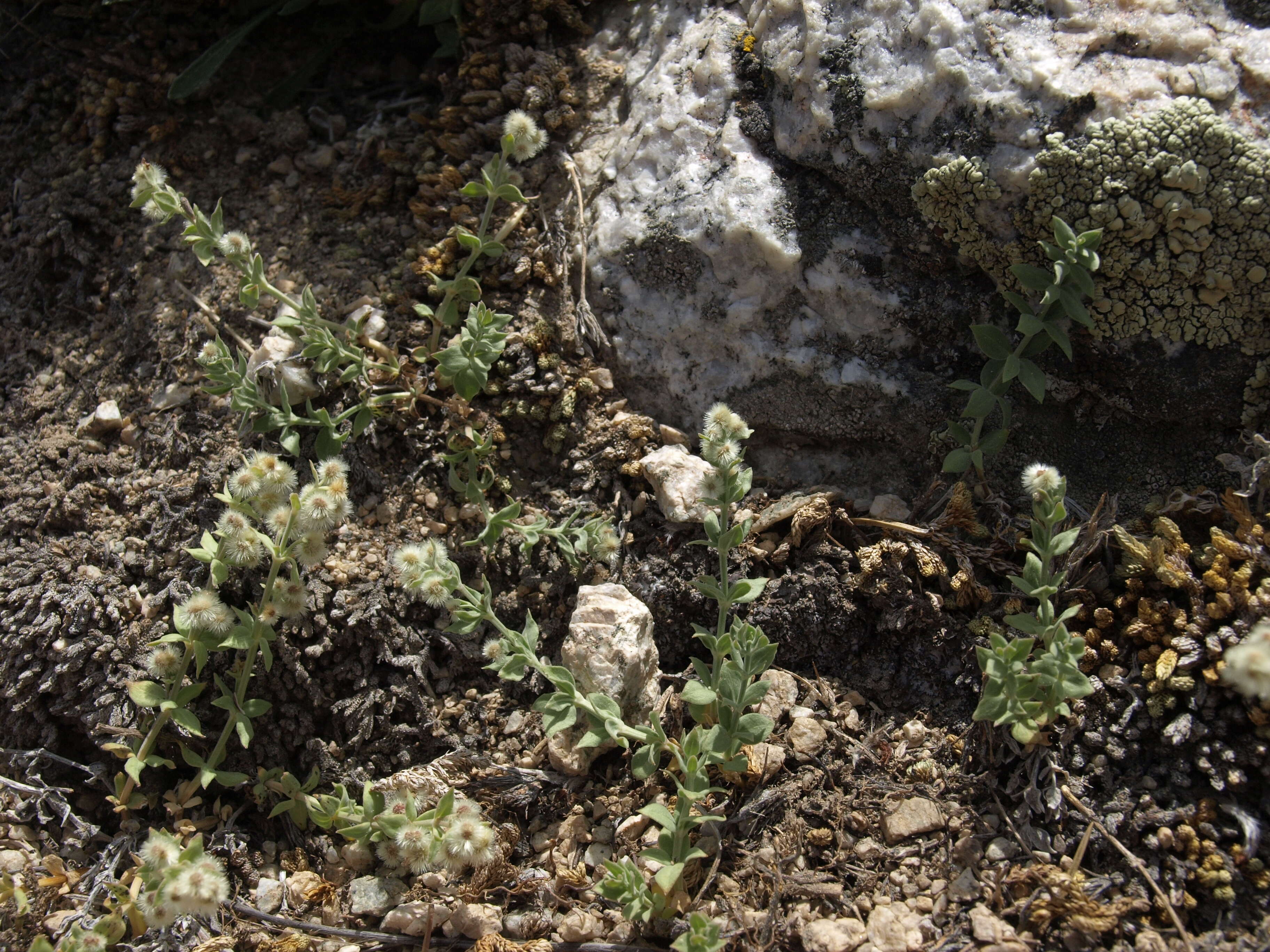 Слика од Galium hypotrichium A. Gray