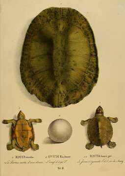 Image of Cotinga River Toadhead Turtle