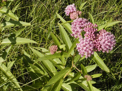 Imagem de Asclepias