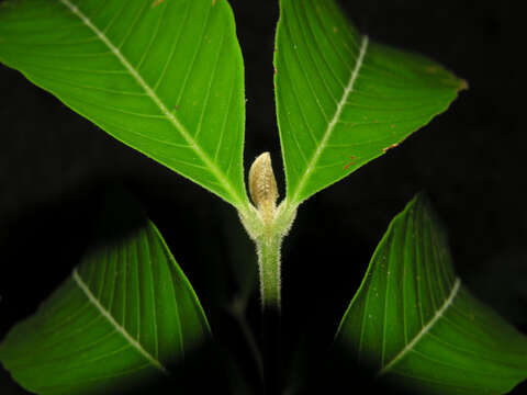 Image of American muskwood