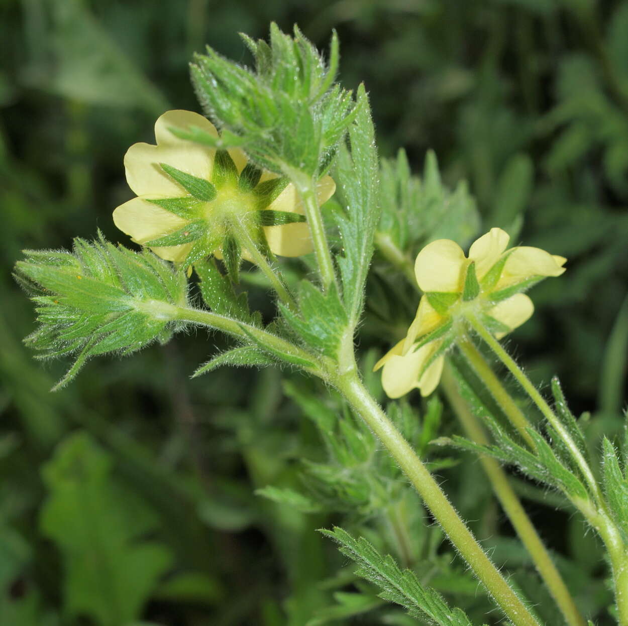 Image of cinquefoil