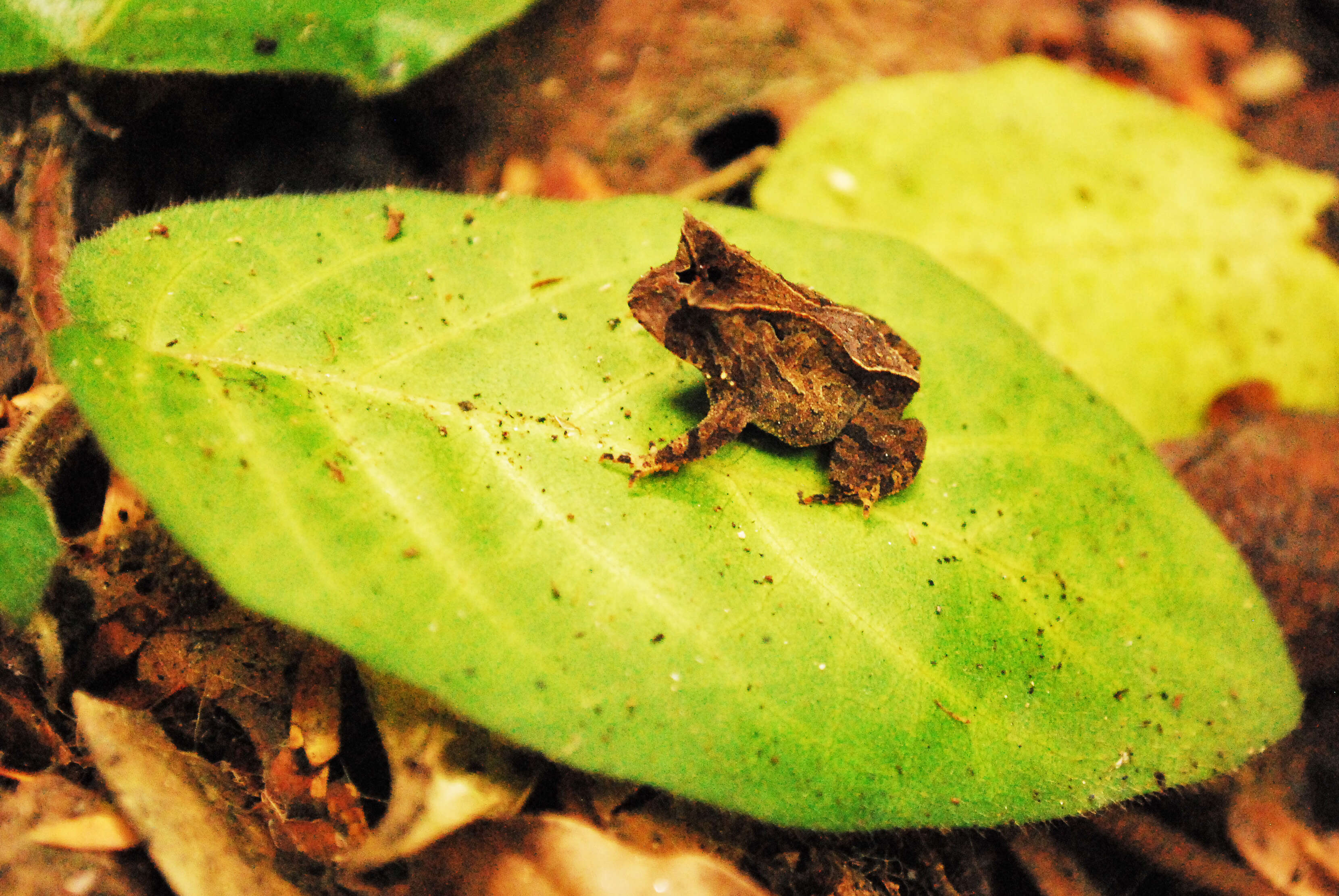 Image of Odontophrynidae Lynch 1969