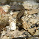 Image of Pigmy Snail Sucker