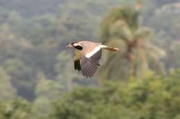 Image of Red-wattled Lapwing