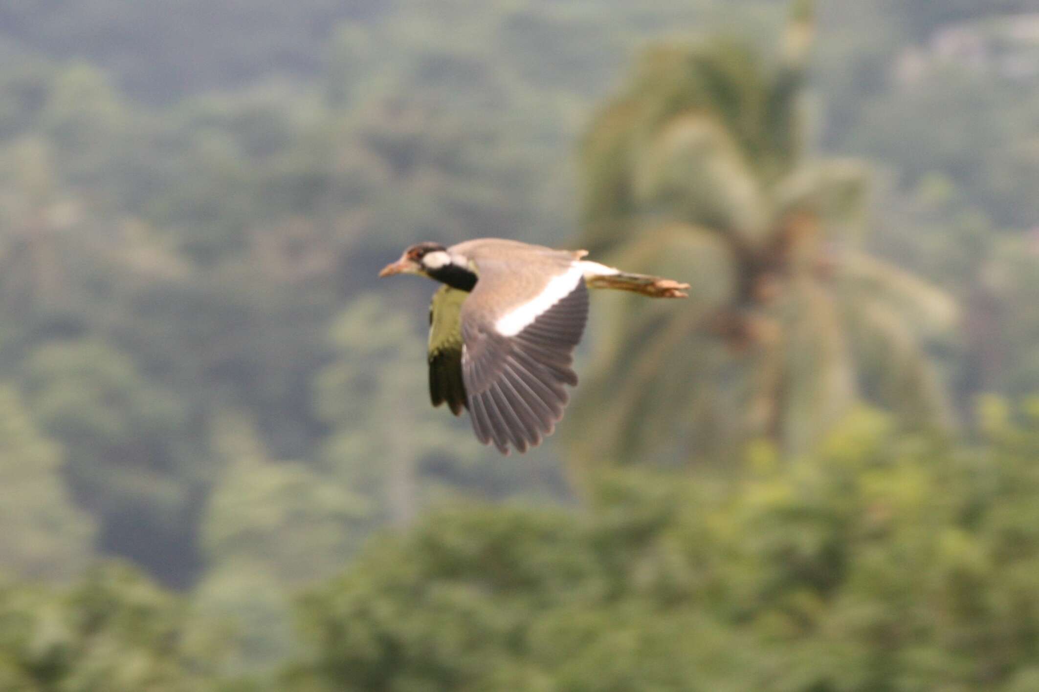 Image of Lapwing