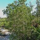 Image of scrub oak