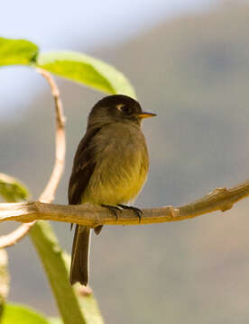 Image of Black-capped Flycatcher