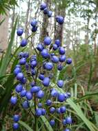 Image of Dianella tasmanica Hook. fil.