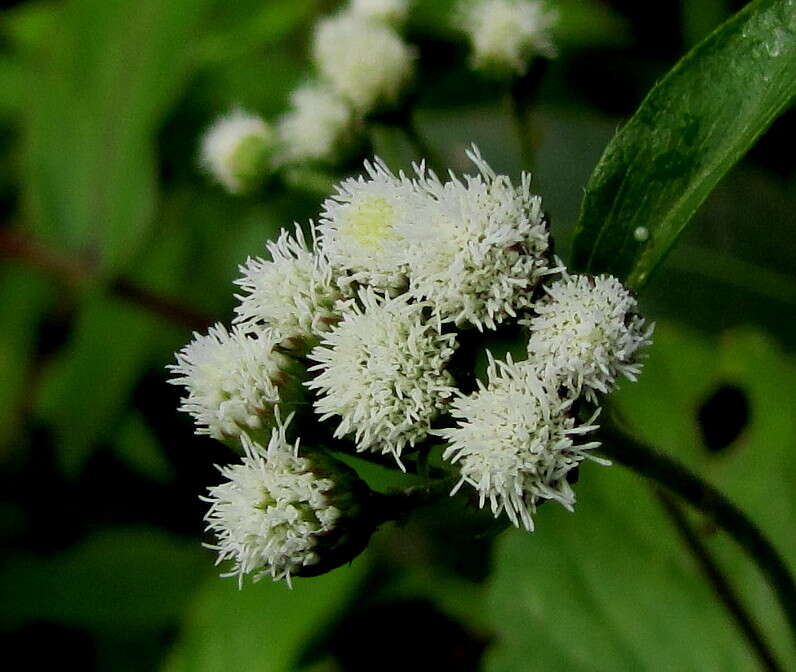 Image of whiteweed