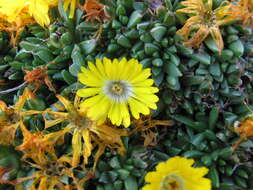 Image of Delosperma basuticum L. Bol.