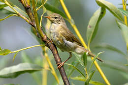 Image of Phylloscopidae