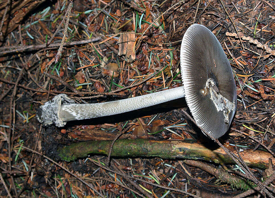 Image of Amanita constricta Thiers & Ammirati 1982