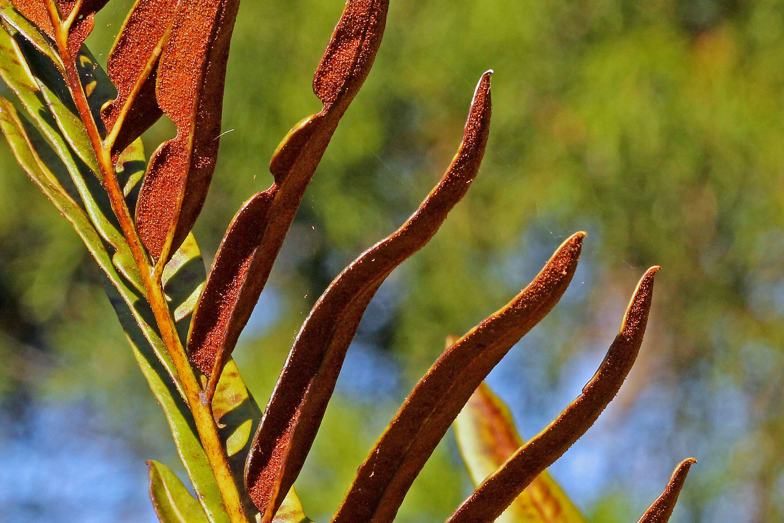 Image of giant leather fern