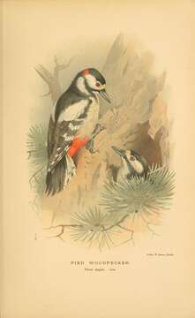 Image of Great Spotted Woodpecker