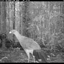 Image of Nocturnal Curassow