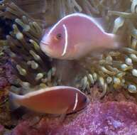 Image of Pink anemonefish