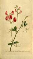 Lathyrus tuberosus L. resmi