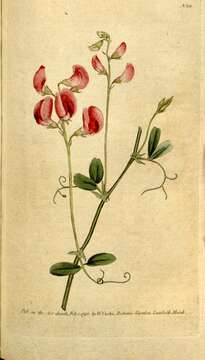 Lathyrus tuberosus L. resmi