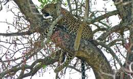 Image of Leopard