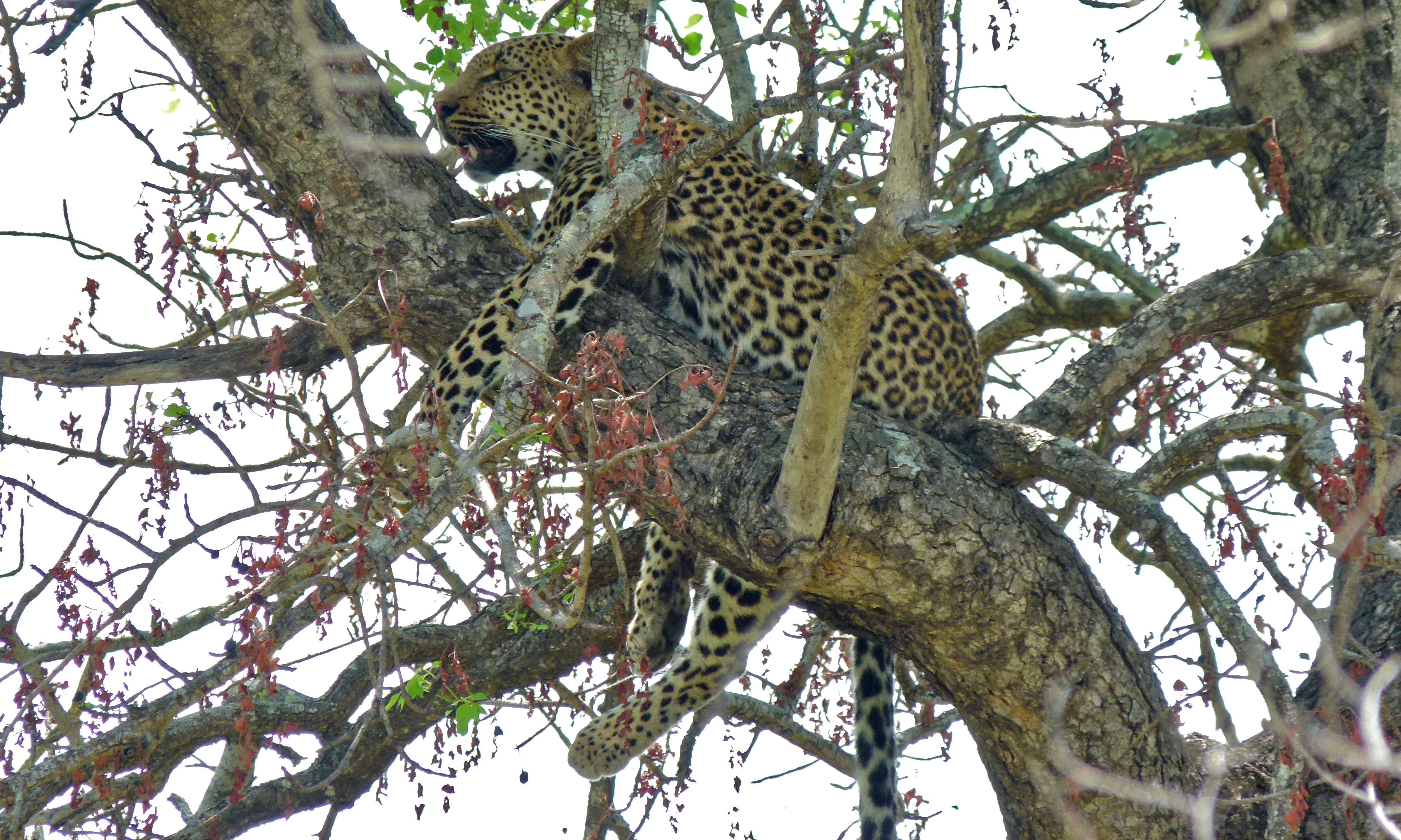 Image of Leopard