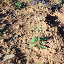 Image of purplestem phacelia